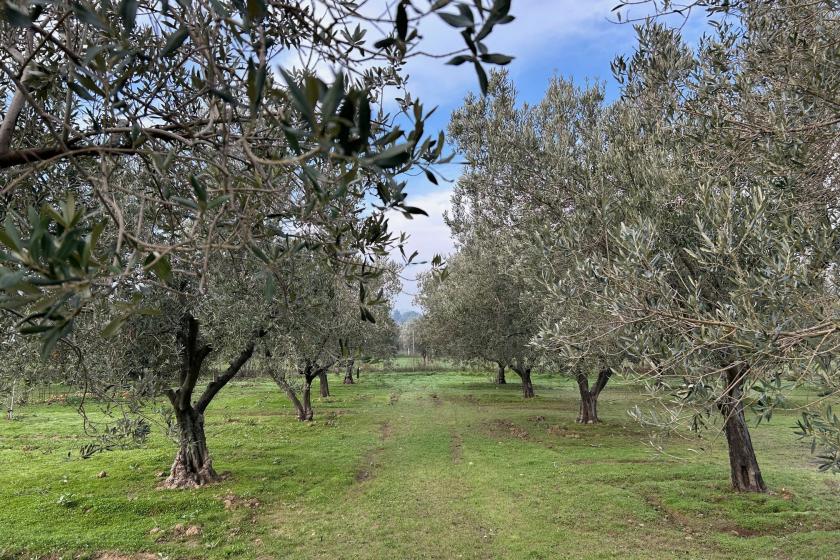 Tüm Köy Sen Bursa Şubesi: Zeytin ağacı kömürden değerlidir