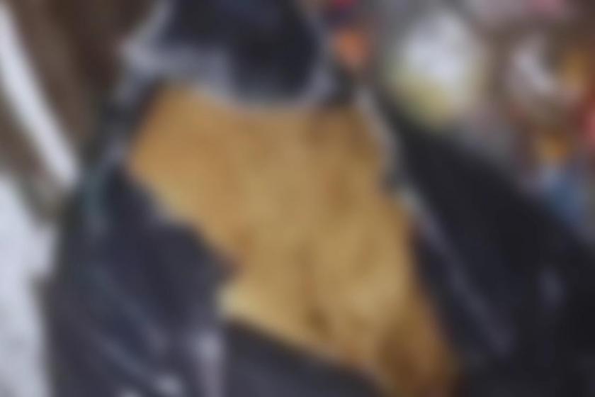 Sancaktepe’de çöp konteynerinde ölü köpekler bulundu