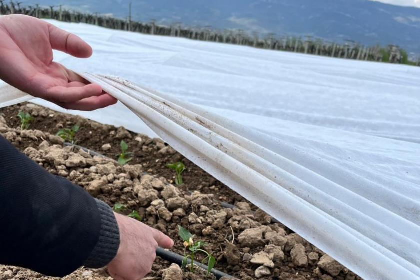 Zirai donun fındık bahçelerine vurması rekolte endişesine neden oldu