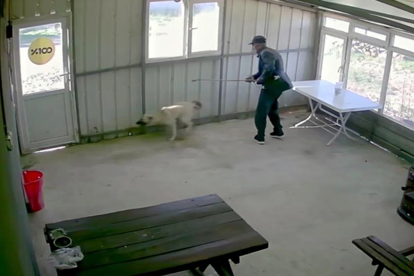 Köy kahvesinde bakılan köpeği bastonuyla darbetti