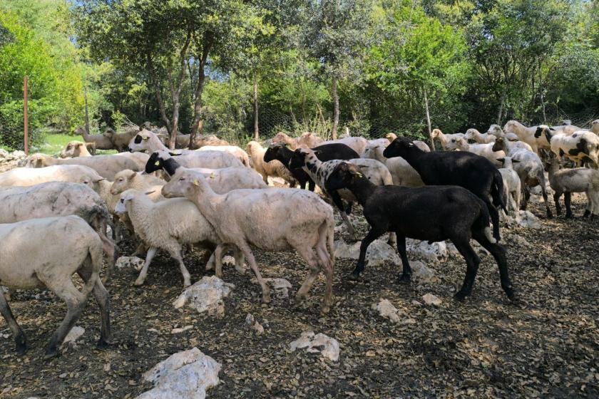 Osmaniyeli besiciler kurbanlık maliyetlerinden dertli: "Artık küçükbaşa bile ortak giriliyor"