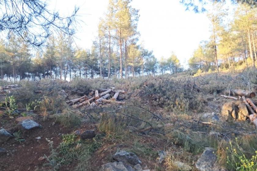 Serinyol’da mesire alanında TOKİ için ağaç katliamına tepki: Mesire alanına zarar veren proje iptal edilsin