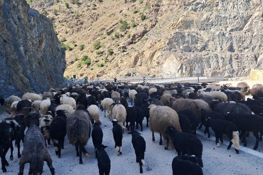 Yem parasını bile karşılayamayan besici isyan etti