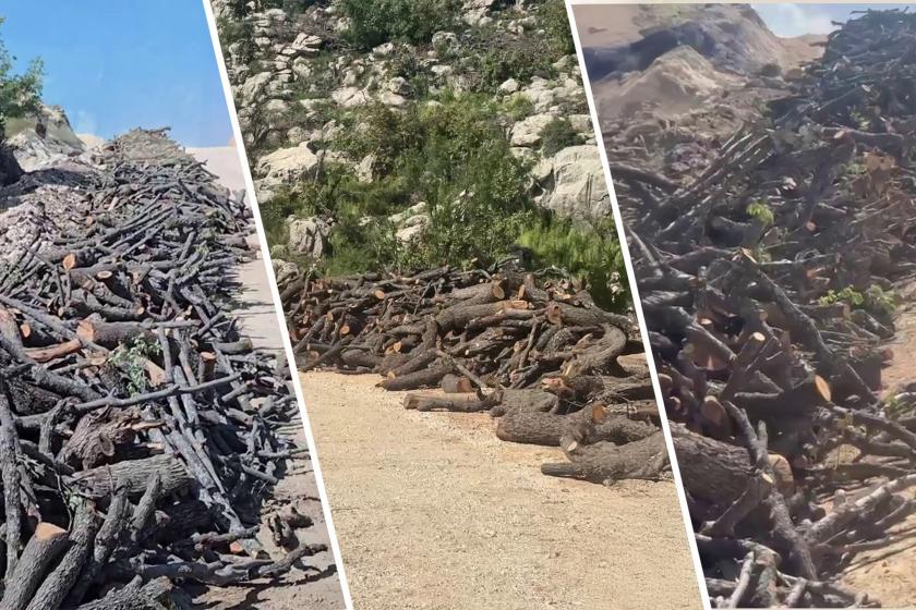 Gabar'da orman katliamının yeni görüntüleri