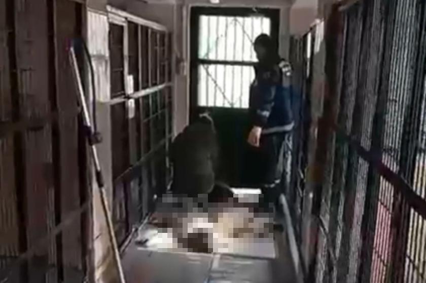 Barınakta hayvanların uyutulduğu iddialarına hayvan hakları savunucuları tepki gösterdi