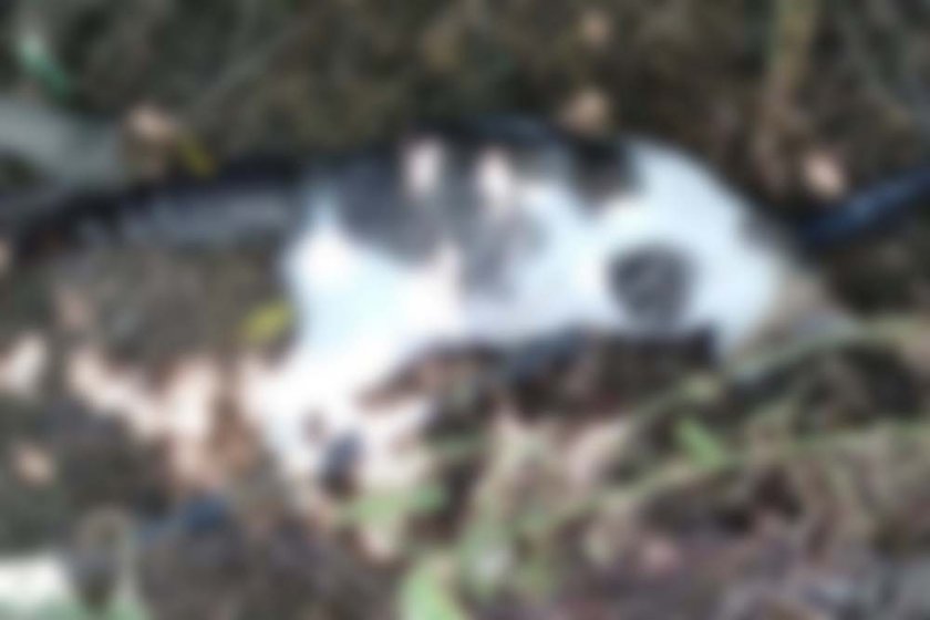 Zehirlenen 6 köpek ve 2 kedi öldü: "Artık birileri bu katliamlara 'Dur' demeli”