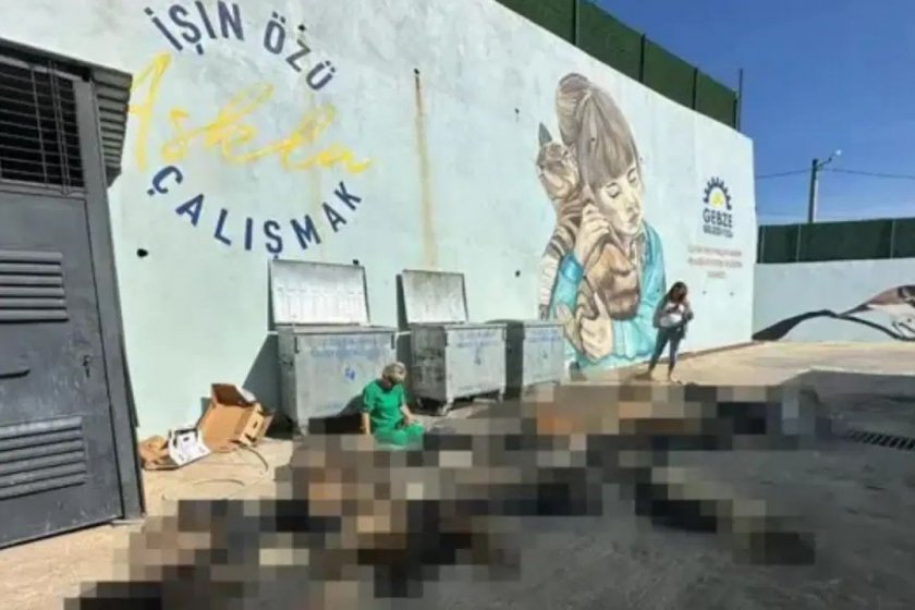 Gebze Belediyesindeki hayvan katliamında kamu görevlilerine soruşturma izni verilmedi