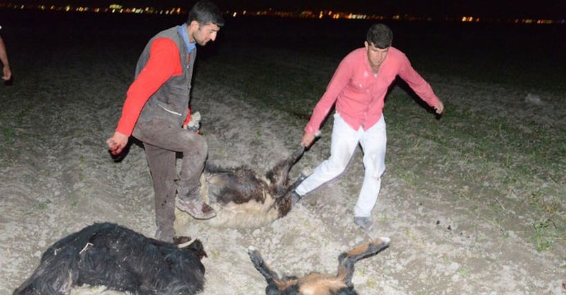 Konya'da katliam: 300 koyun zehirlendi