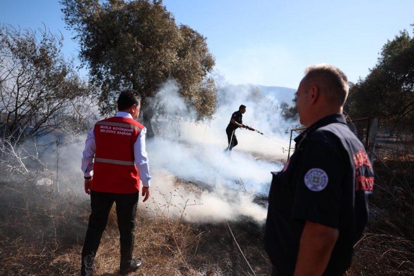 Muğla Milas'ta zeytinlik yangını 12 saatte kontrol altına alındı: 20 hektar alan zarar gördü
