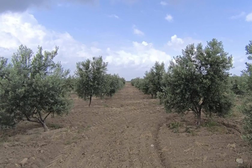Muğla Büyükşehir Belediyesi madene açılacak zeytinlikleri inceledi: 57 köy, 82 bin zeytin ağacı yok olma riskiyle karşı karşıya