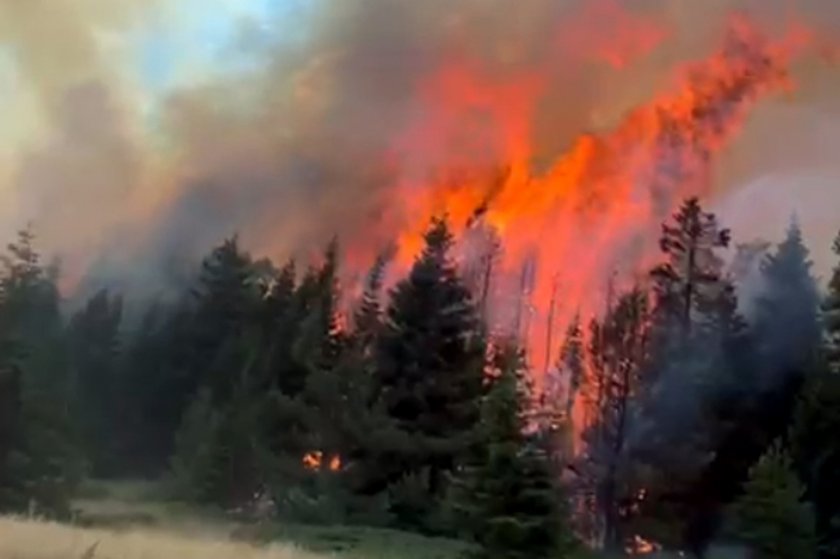 California orman yangını: 12 bin hektardan fazla alan yandı