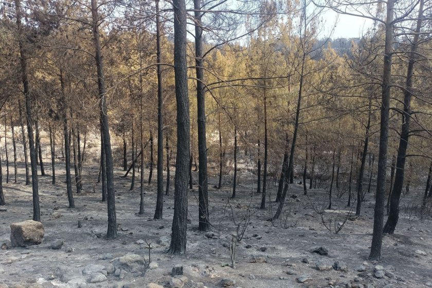 Mersin'de ormanlık alandaki yangına ilişkin 2 kişi tutuklandı