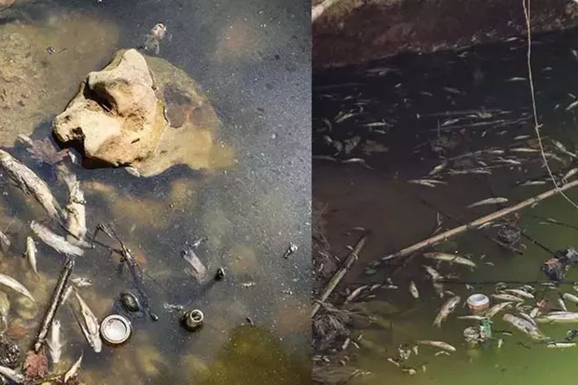 Antalya’da derede su seviyesi düştü, yüzlerce balık yaşamını yitirdi