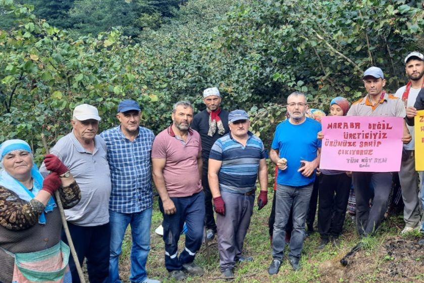 Fındık fiyatına üreticilerden tepki:  "İktidar yine şaşırtmadı"
