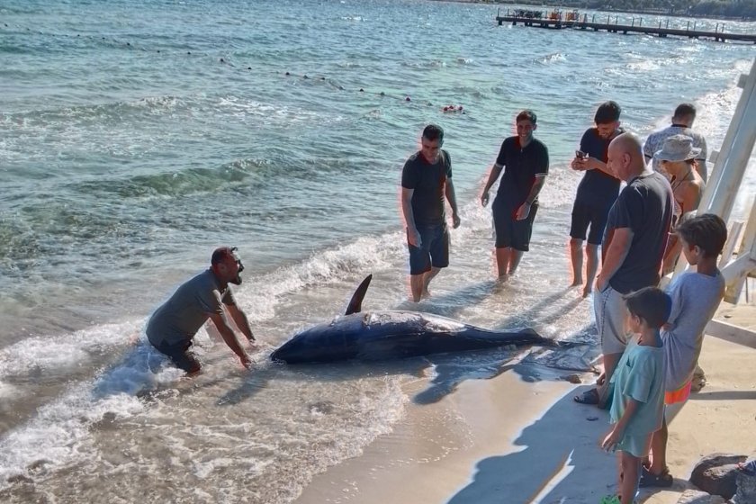 Çeşme'deki orkinos ölümlerine yetkililer sessiz, halk endişeli