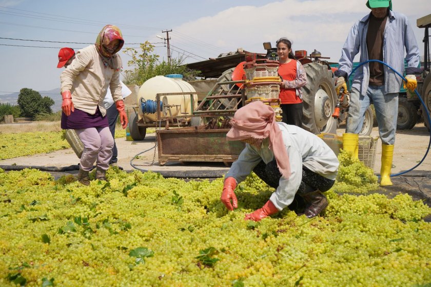 TARİŞ'in açıkladığı kuru üzüm alım fiyatına tepki: En az 150 TL olması gerekirdi