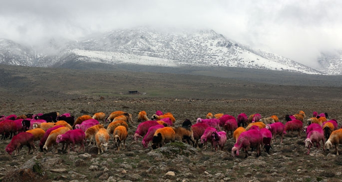 Mor koyun dağları boyar gelir