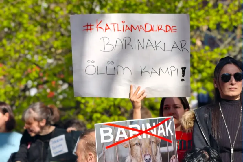 Hayvan barınaklarında kötü muamele: 7 belediye başkanı ve 74 görevliye soruşturma izni