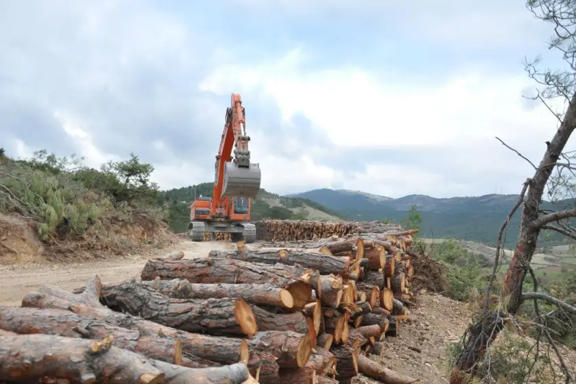 Ağaç yerine beton ve maden: Cumhurbaşkanı kararıyla orman kıyımı