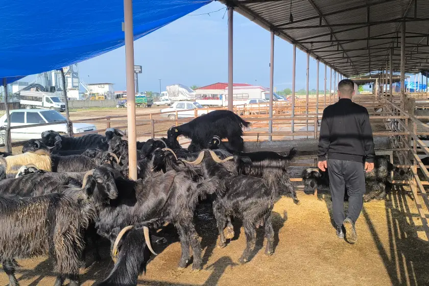 Kurban pazarında durgunluk: Besiciler maliyetten, yurttaşlar fiyattan dertli