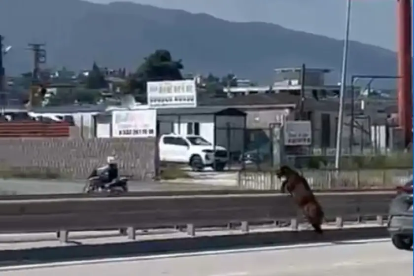 Kurbanlık keçi kaçarak izini kaybettirdi