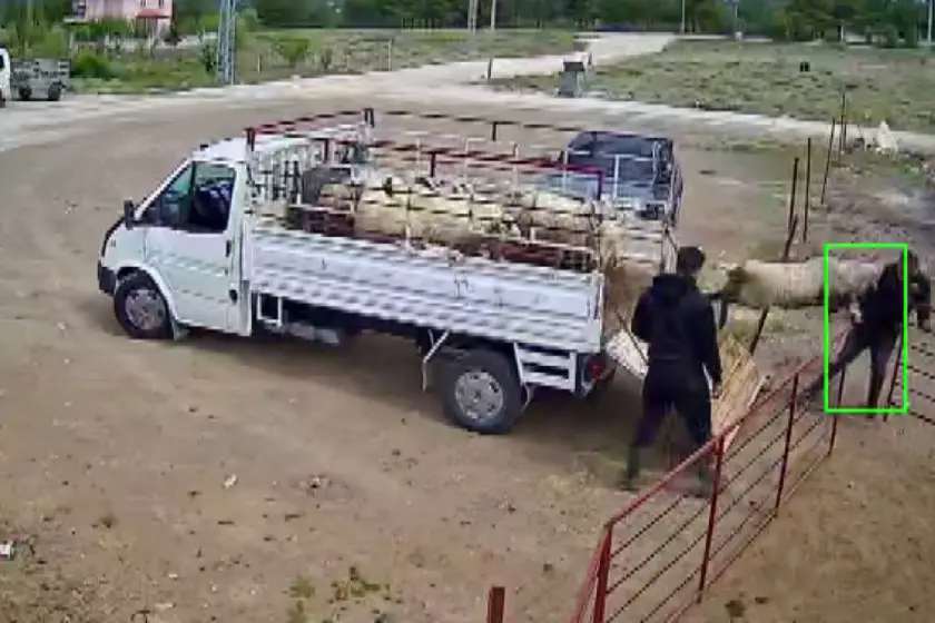 Koçun tos vurduğu besici kamyonetten düştü
