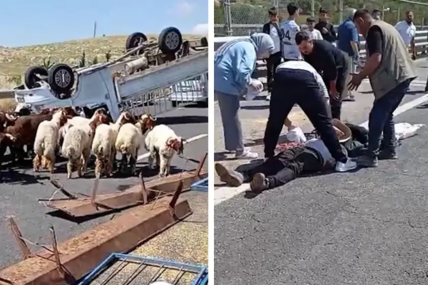 Satamadığı kurbanlıkları geri götüren genç besici, devrilen kamyonetin altında can verdi