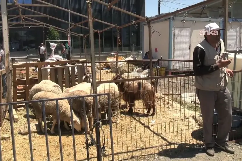 Besiciler bayramdan umduğunu bulamadı: Satılamayan kurbanlıklar üreticiyi zarara uğrattı