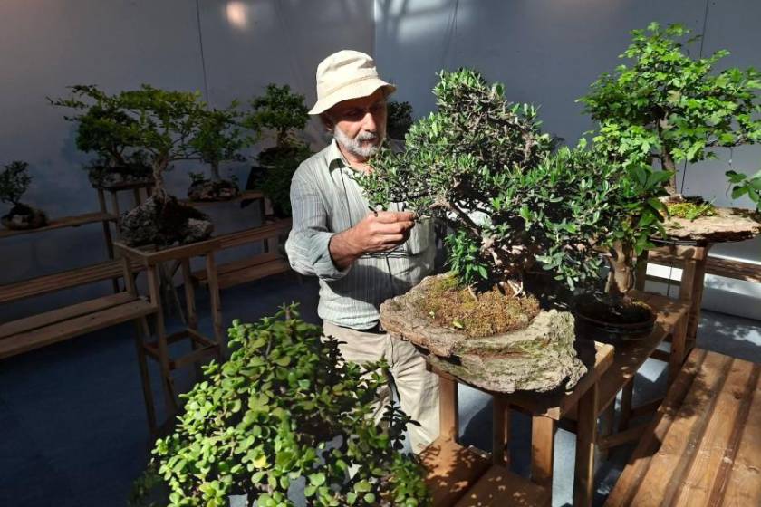 3. Antalya Çağdaş Sanat Fuarı kapılarını açtı: İsmail Seyrek'in bonsai ve penjing eserleri büyük ilgi görüyor