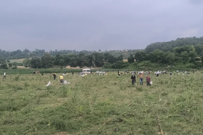 Ürettiği soğanı satamayan çiftçi tarlasını yurttaşa açtı