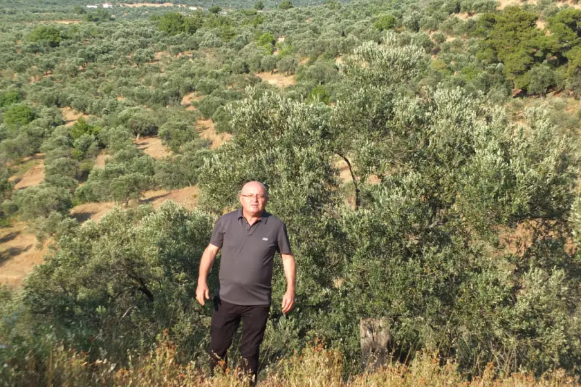 Zeytin üreticisi hasat öncesi destek bekliyor: “Yüksek maliyet üreticiyi zorluyor”
