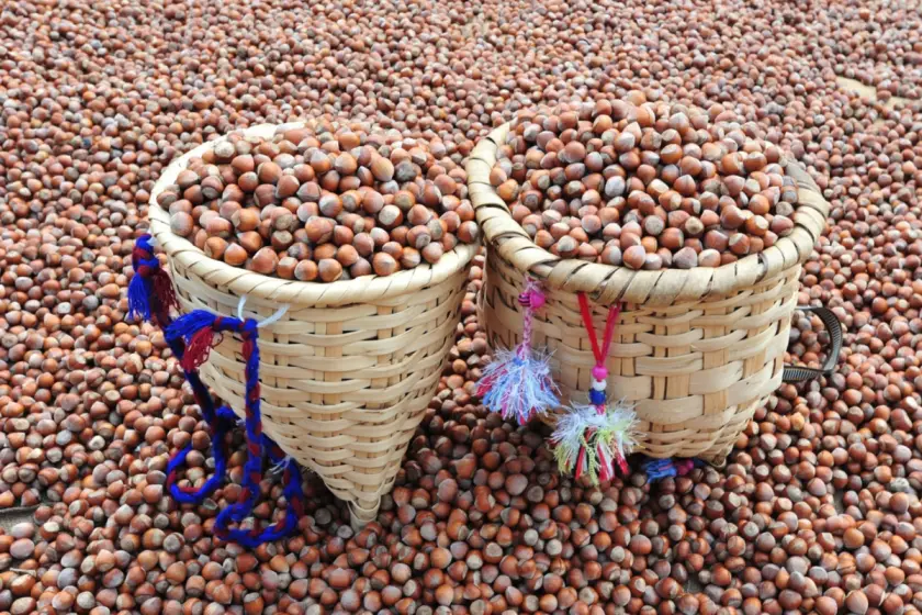 Üreticinin talebinin çok altında: 2026-2027 dönemi fındık alım fiyatları belli oldu