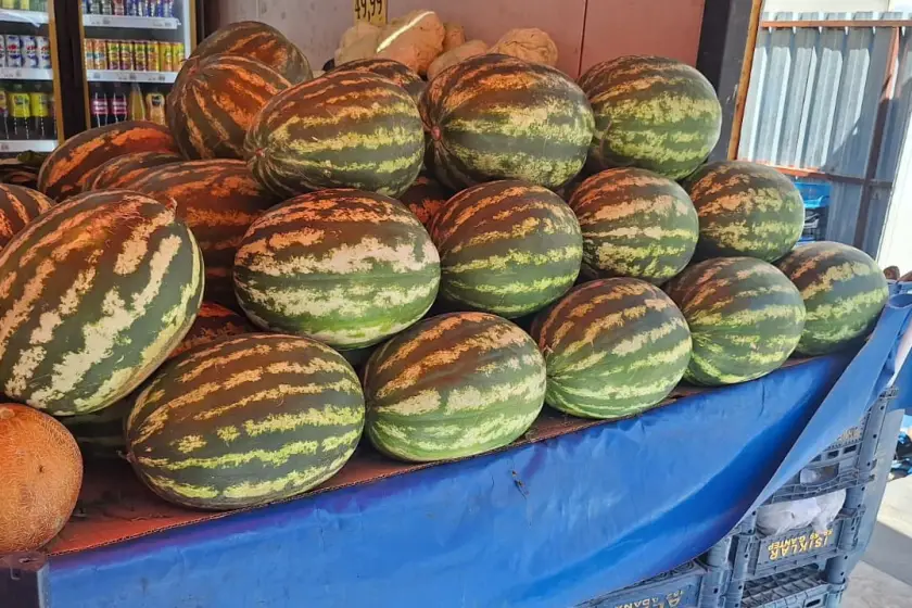 Diyarbakır kendi ürettiği karpuzu yiyemiyor, çiftçi üretimden çekiliyor