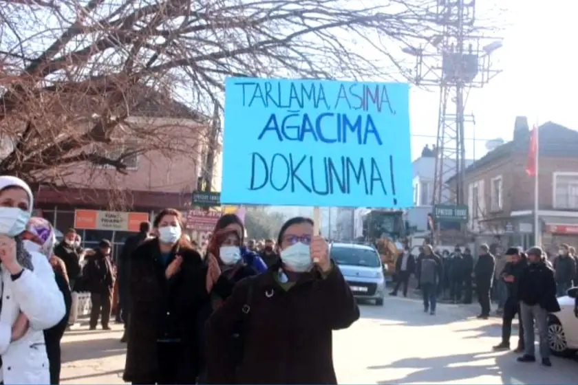 Kuşadası Belediyesi Meclisi'nden GES projesine geçit yok: Caferli'de şeftali bahçeleri kazandı