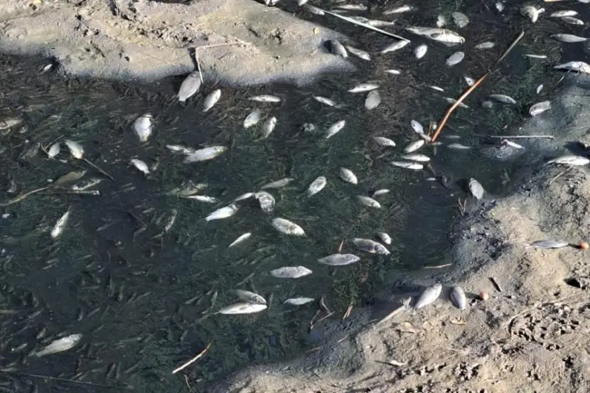 Gediz Nehri Menemen Ayvacık'ta toplu balık ölümü