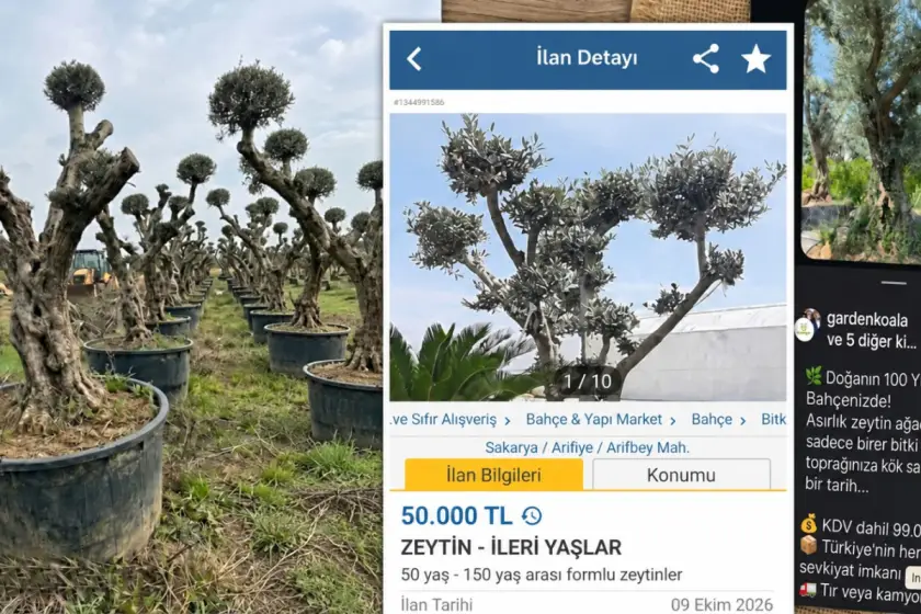 Asırlık zeytinlerin rant için kepçe ucunda ölüm yolculuğu