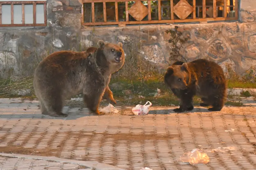 Kars'ta bozayılar yiyecek bulmak için mahalleye indi