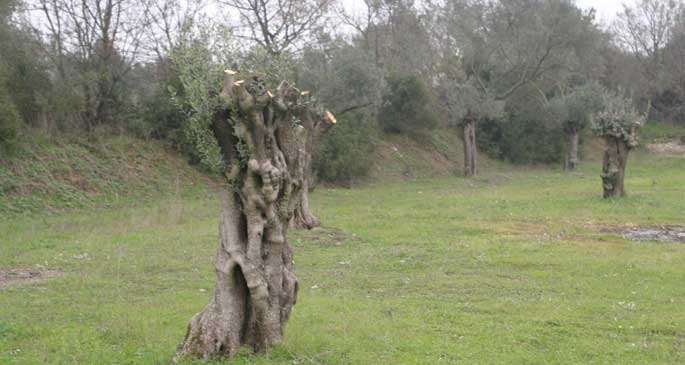 Jeotermal için asırlık zeytin ağaçları kesiliyor