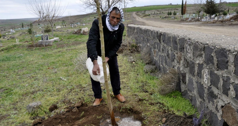 Evinin önünde bulunan ağacı kesti, ceza olarak 30 fidan dikti