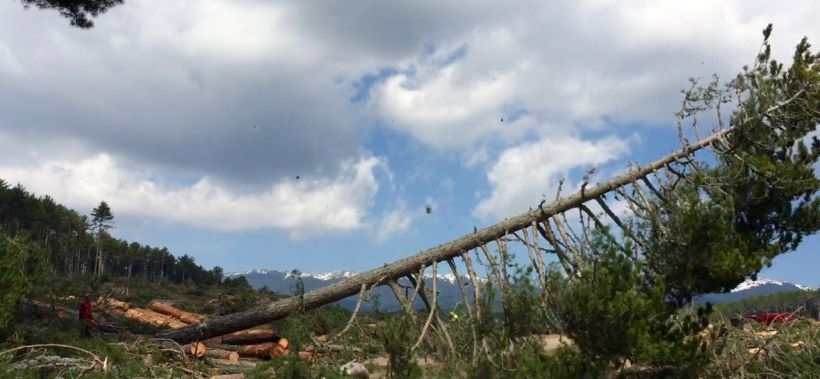 CHP Bursa Milletvekili, ağaç kesimini görüntüledi