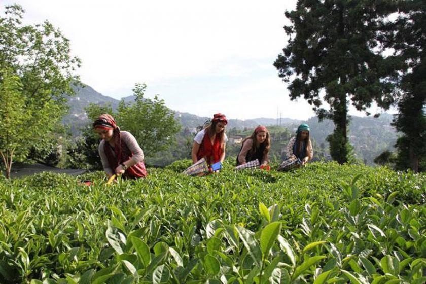 Yaş çay fiyatı açıklandı : 1.90 kuruş