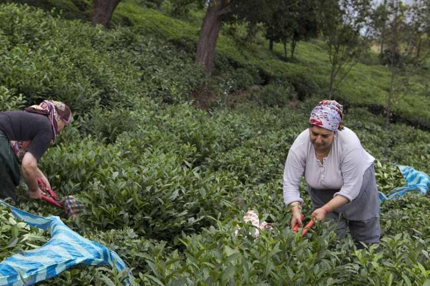 Çay üreticisi ‘özele’ mahkum edilmemeli