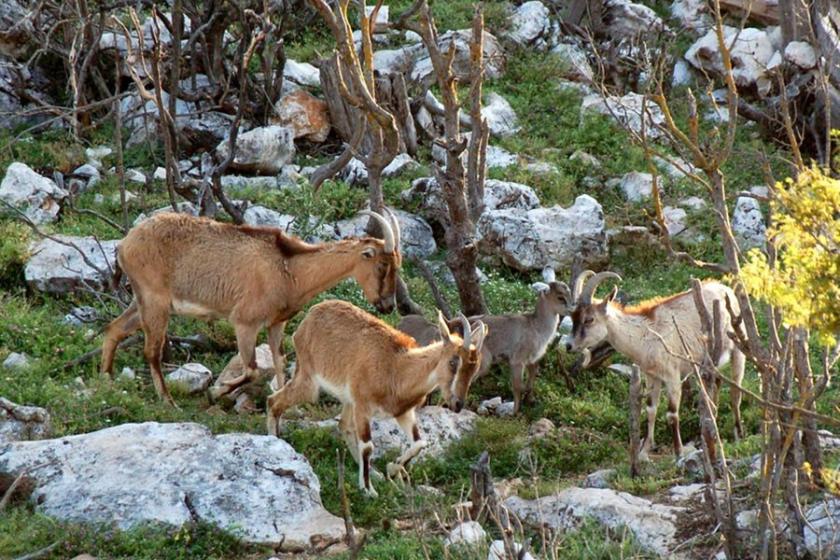 Av turizmi adı altında katliam için ihale yayımlandı