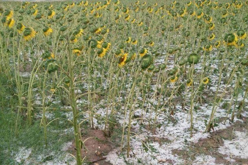 Tarsus'ta şiddetli yağış ekili arazilere zarar verdi