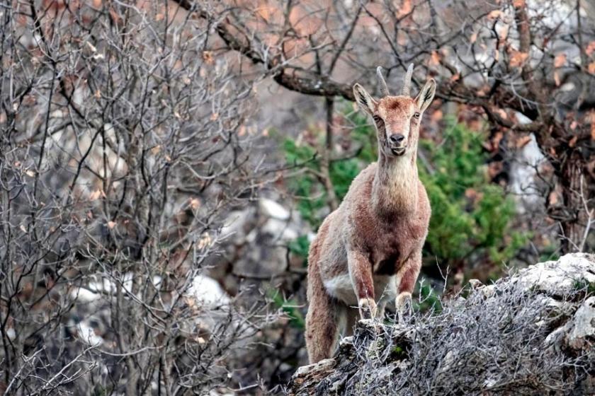 Dersim’de dağ keçilerinin ölüm sebepleri tespit edildi