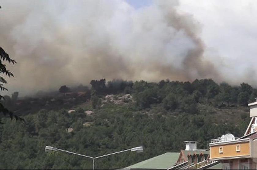 Pendik'te orman yangını