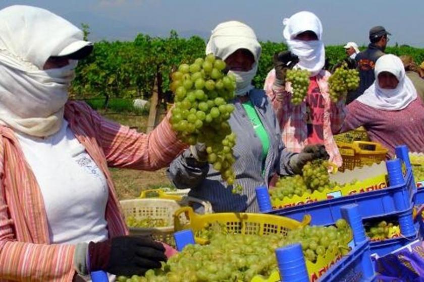 Yaş üzümde Rusya’ya ihracat başlıyor