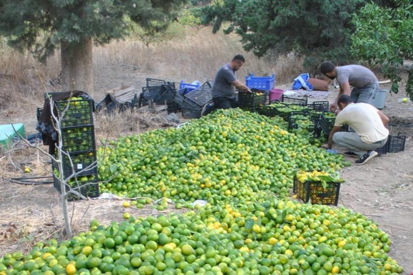 Mandalina işçisi sömürüden, üretici belirsizlikten şikayetçi