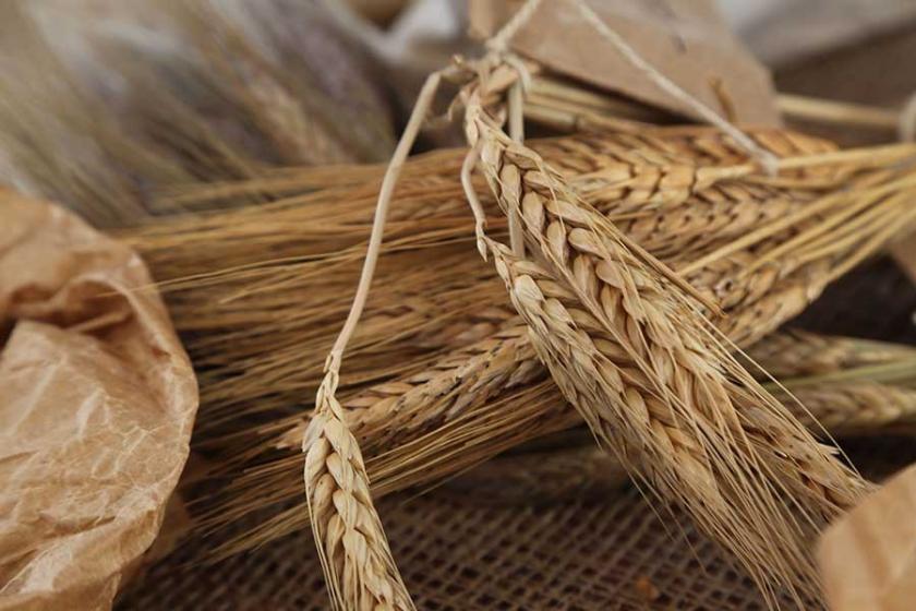 Dördüncü tohum takas şenliğiyle tohumlar geleceğe aktarıldı