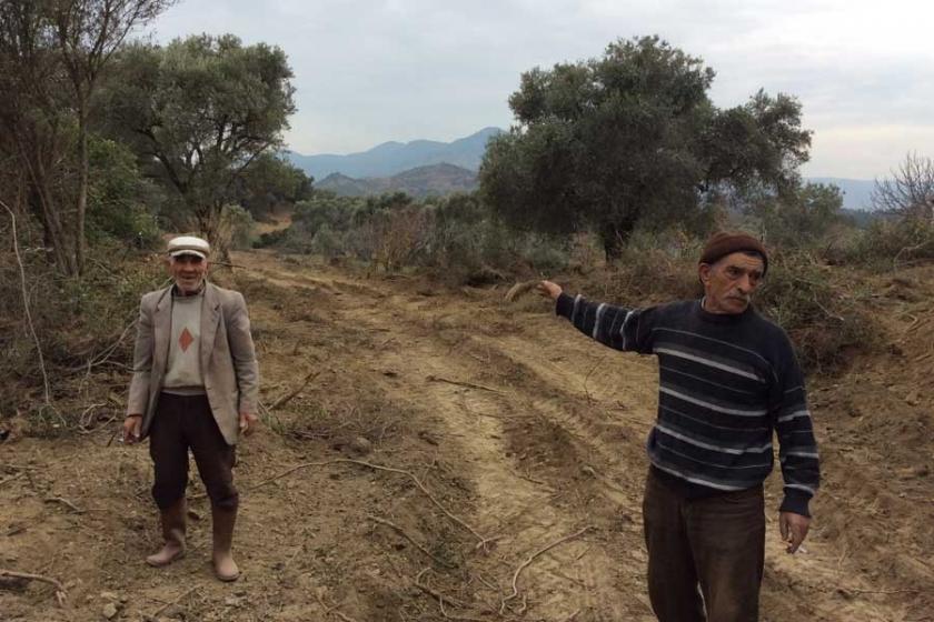 İncirleri ve zeytinleri JES için anayurdunda katlediyorlar